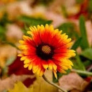 Meet your Posher, Candy